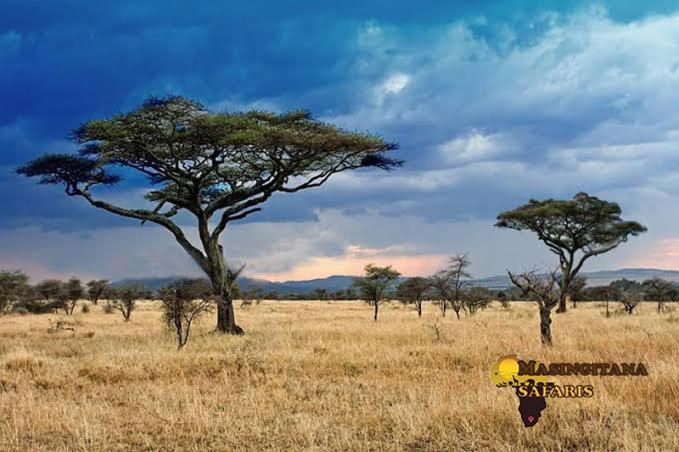 Mzsingitana Tented Camp Hoedspruit Eksteriør billede