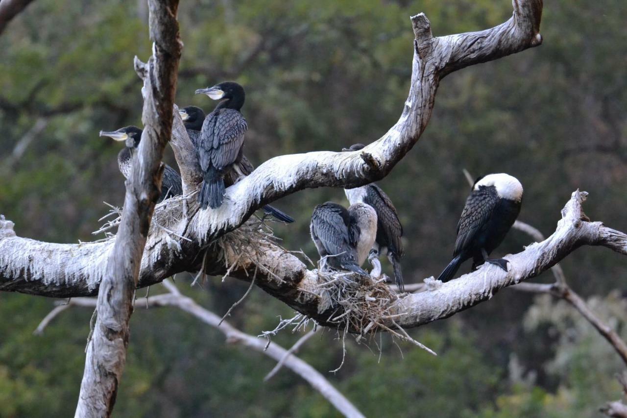 Mzsingitana Tented Camp Hoedspruit Eksteriør billede