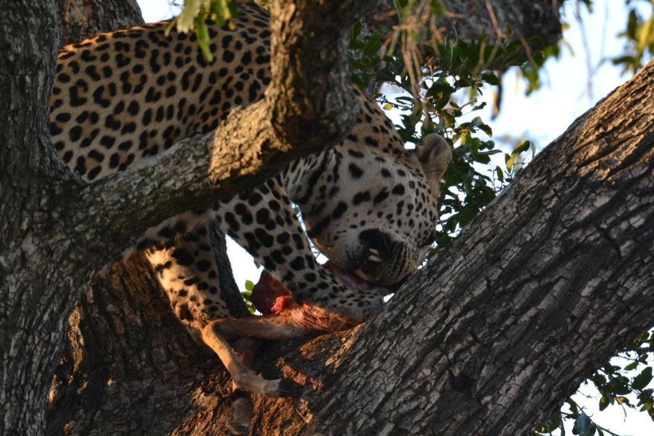 Mzsingitana Tented Camp Hoedspruit Eksteriør billede