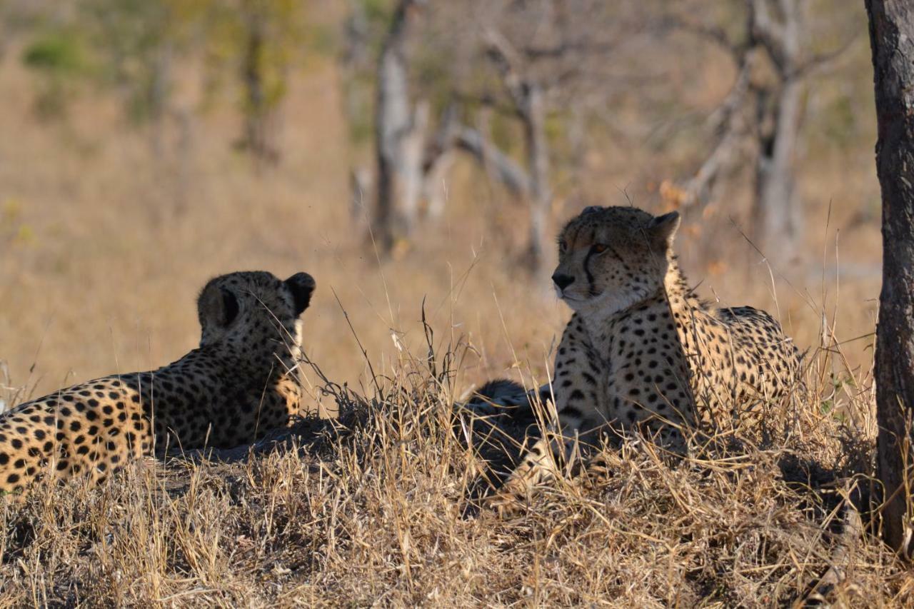 Mzsingitana Tented Camp Hoedspruit Eksteriør billede