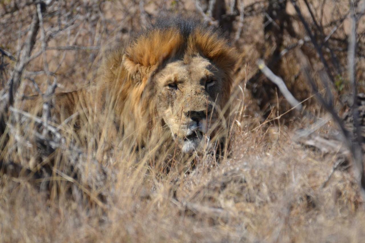 Mzsingitana Tented Camp Hoedspruit Eksteriør billede
