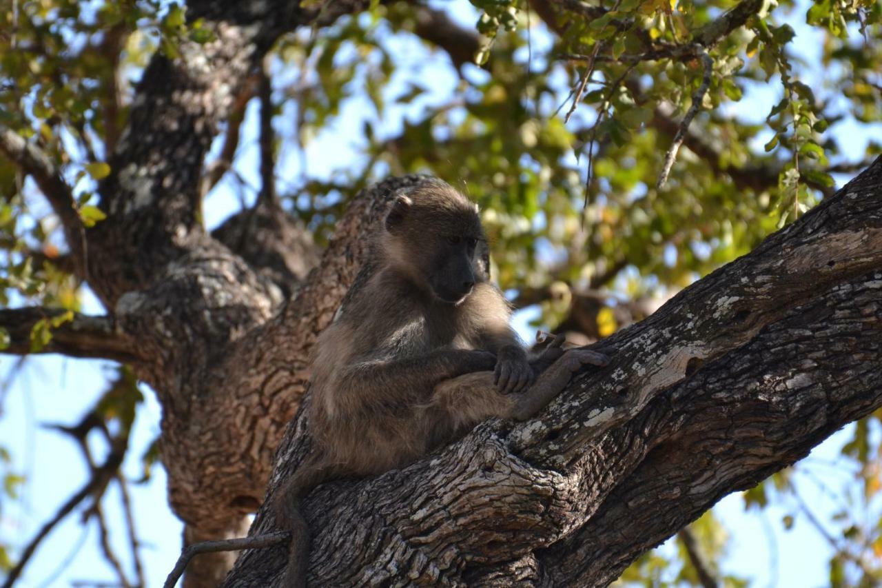 Mzsingitana Tented Camp Hoedspruit Eksteriør billede